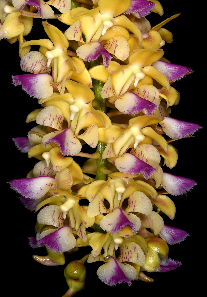 Aerides houlletiana