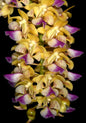 Aerides houlletiana