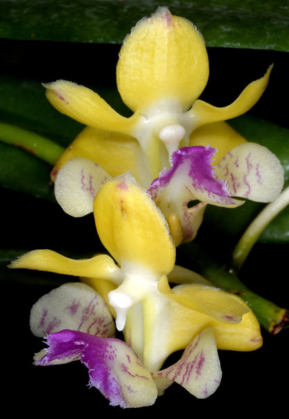 Aerides houlletiana