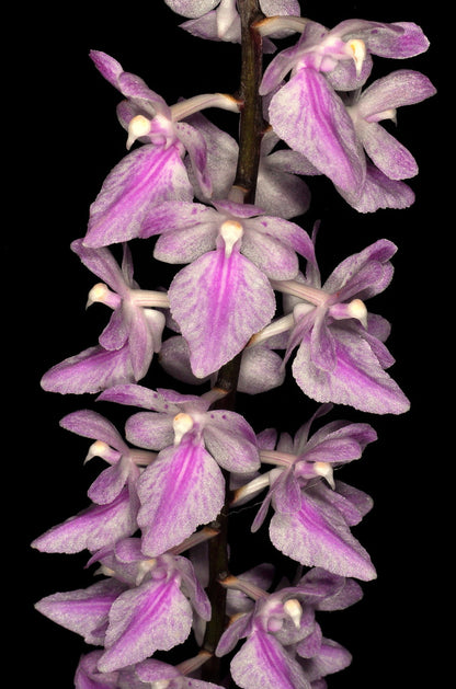 Aerides rosea