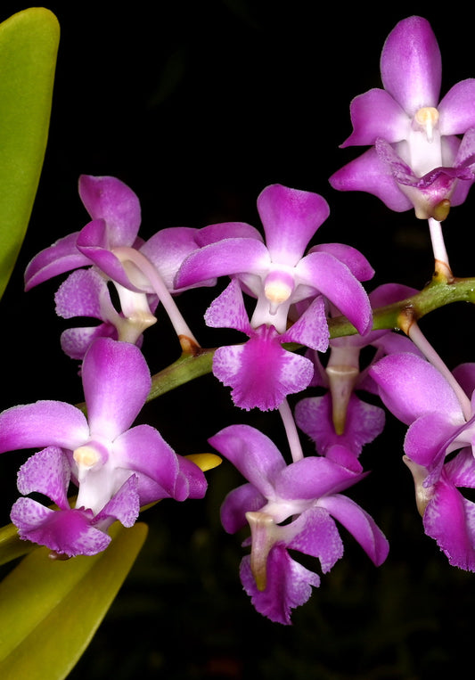 Aerides crassifolia