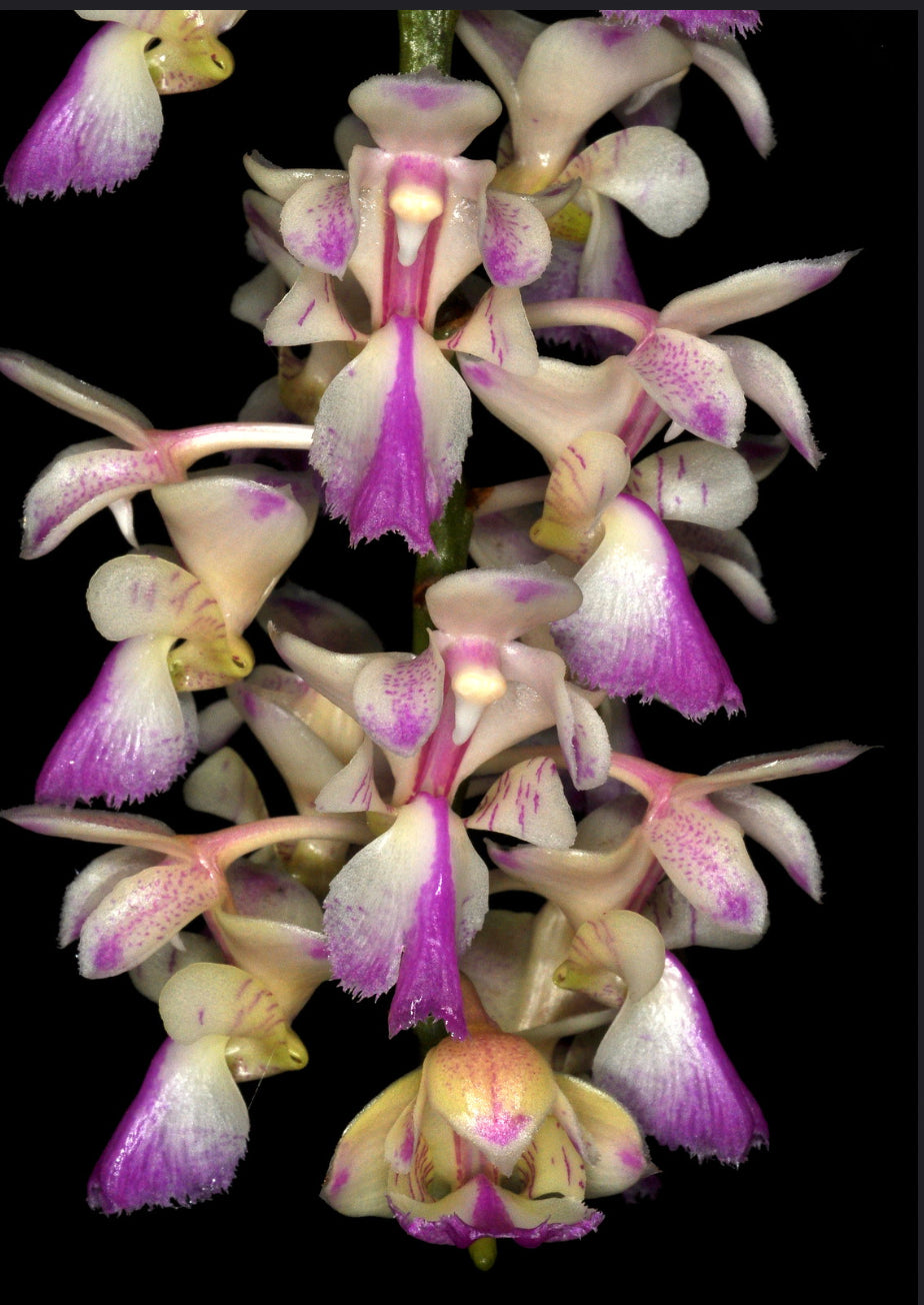 Aerides falcata