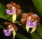 Vanda flabellata