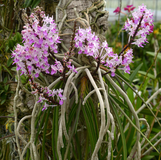 Aerides mitrata (Seidenfedenia mitrata)