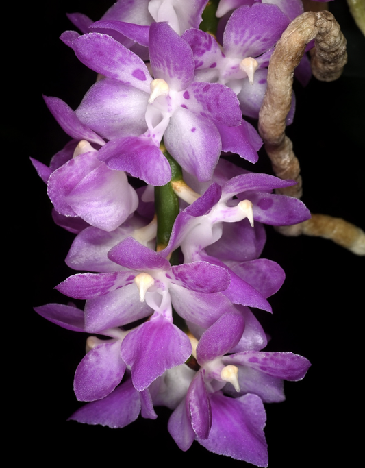 Aerides multiflora