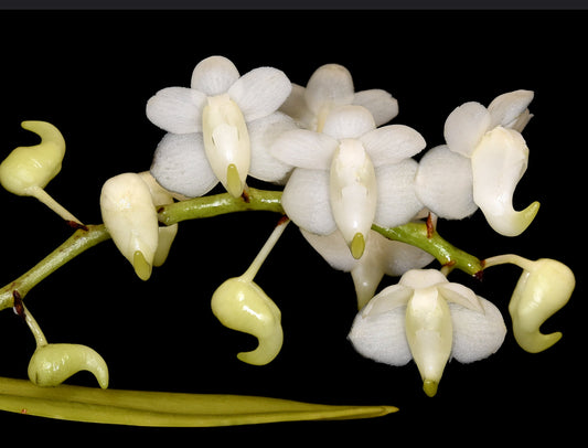 Aerides odorata fma alba