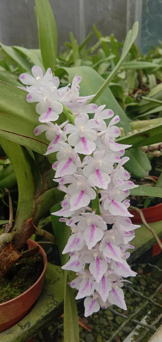 Aerides rosea