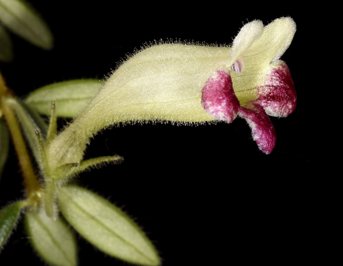 Aeschynanthus  denticuliger