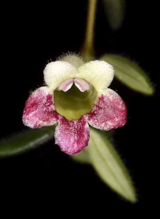 Aeschynanthus  denticuliger