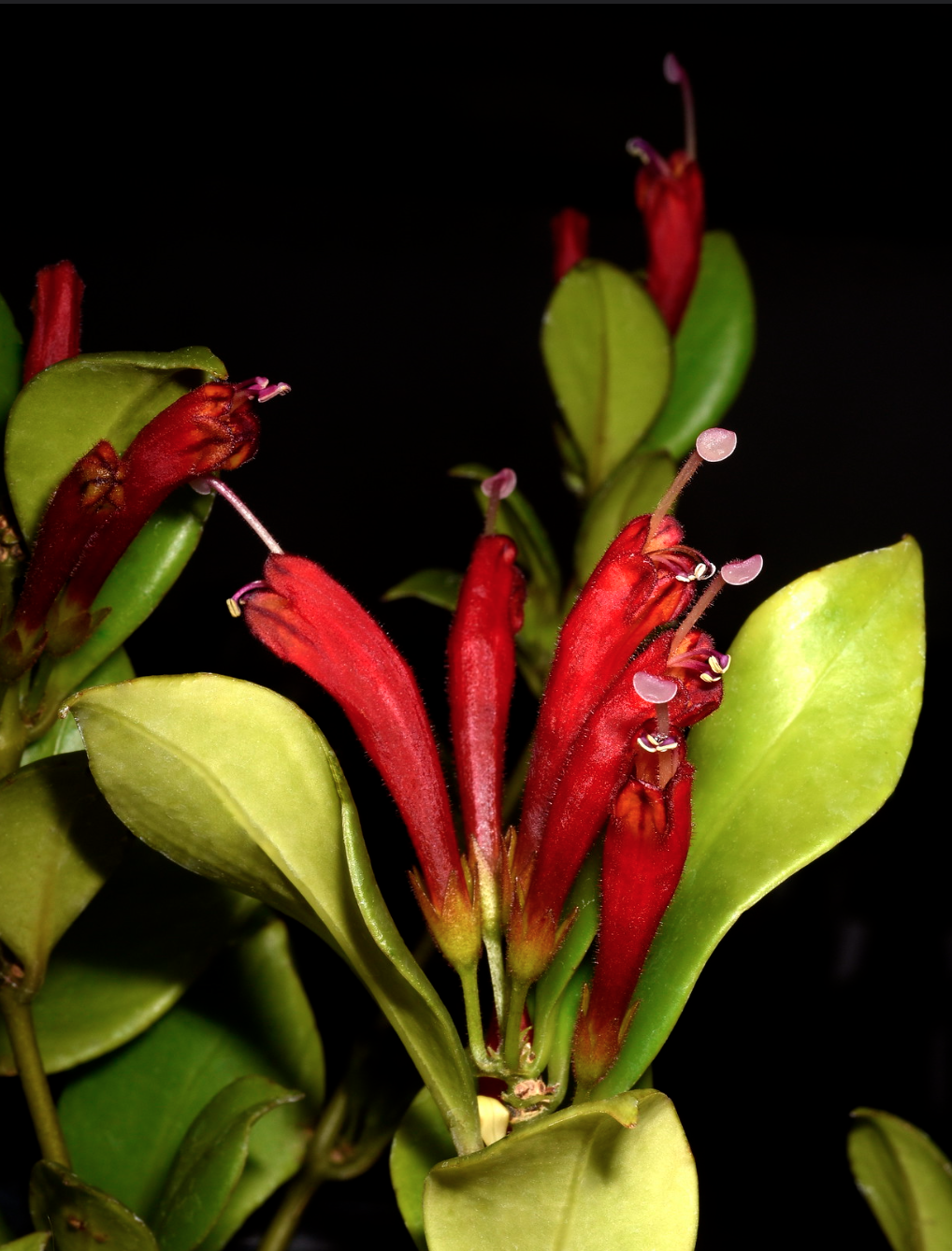 Aeschynanthus fulgens