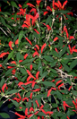 Aeschynanthus  humilis