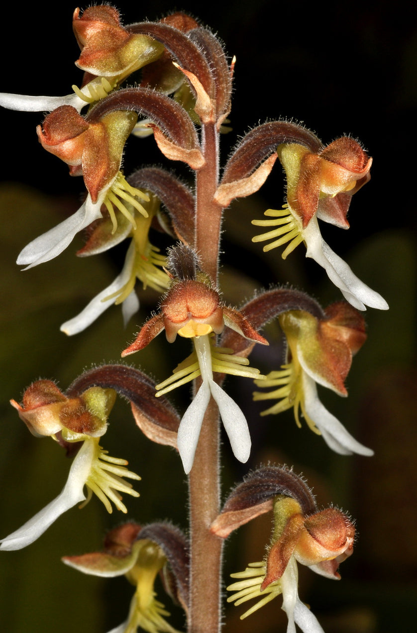 Anoectochilus formosanus