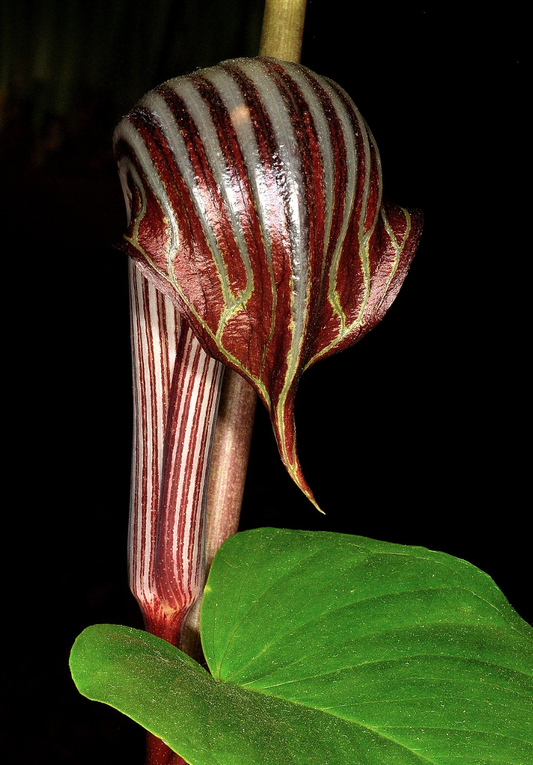 Arisaema fargesii