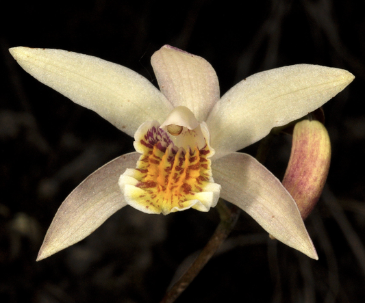 Bletilla ochracea