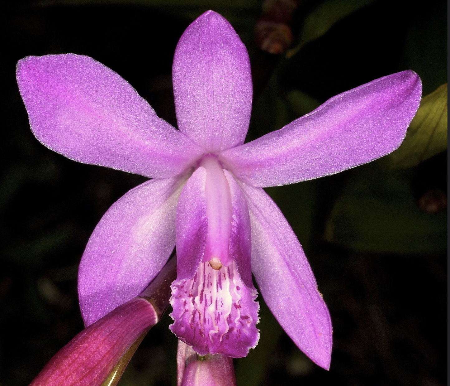 Bletilla striata