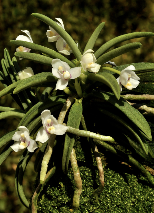 Brachypeza semiteretifolia