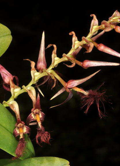 Bulbophyllum barbigerum