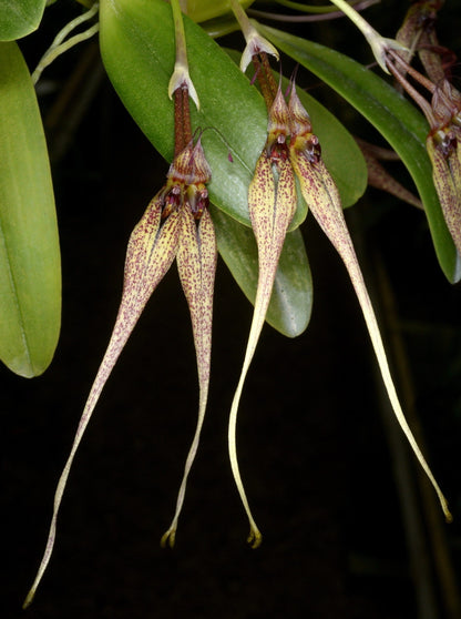 Bulbophyllum biflorum