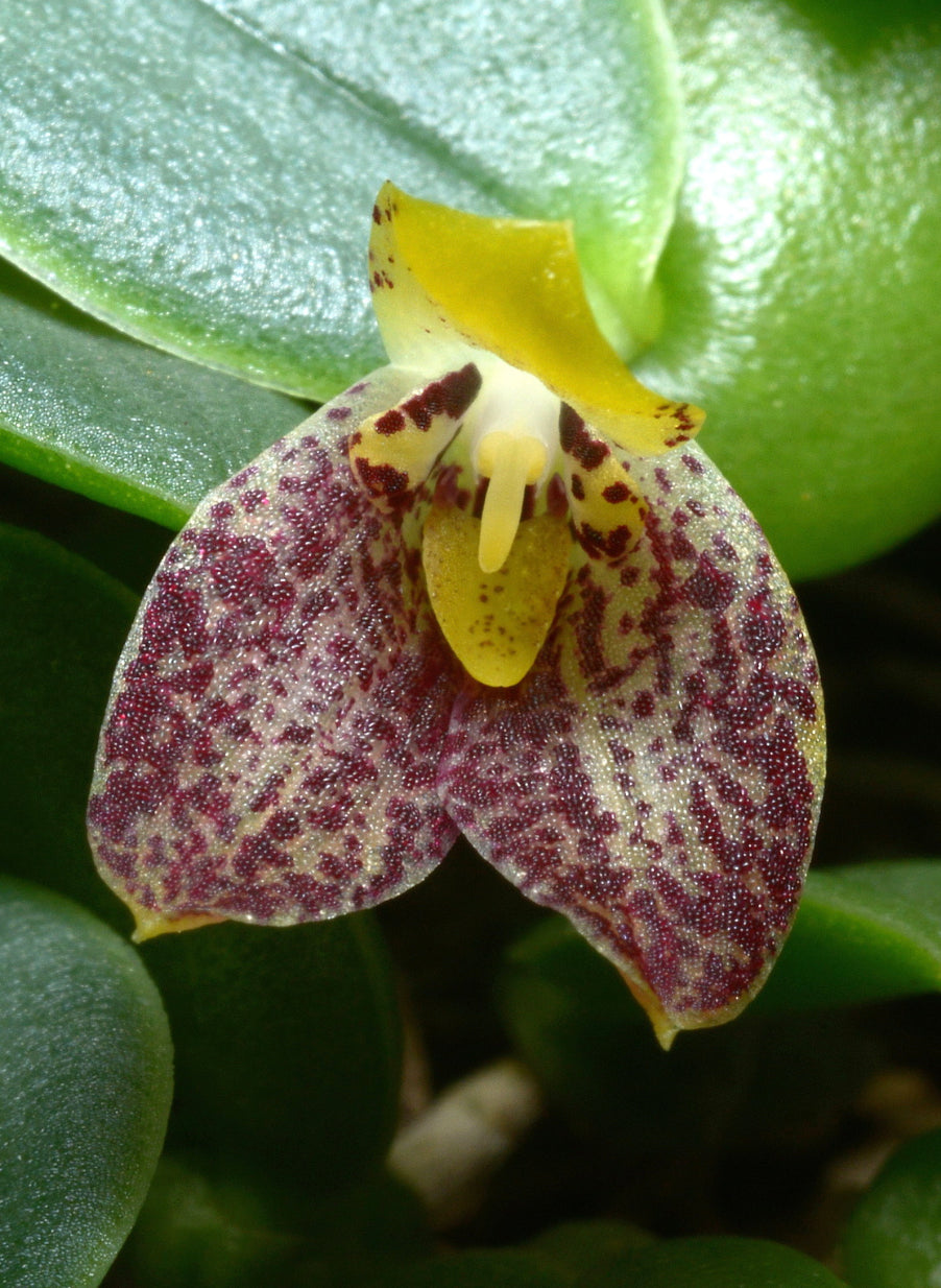 Bulbophyllum cambodianum