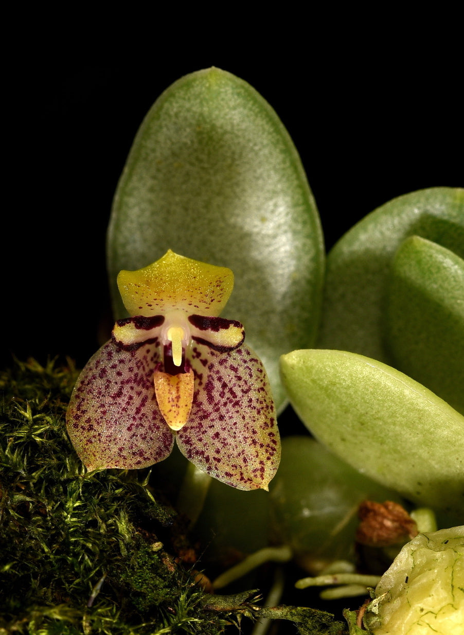 Bulbophyllum cambodianum