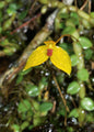 Bulbophyllum catenarium