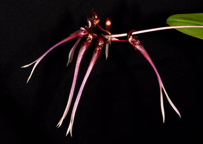 Bulbophyllum delitescens