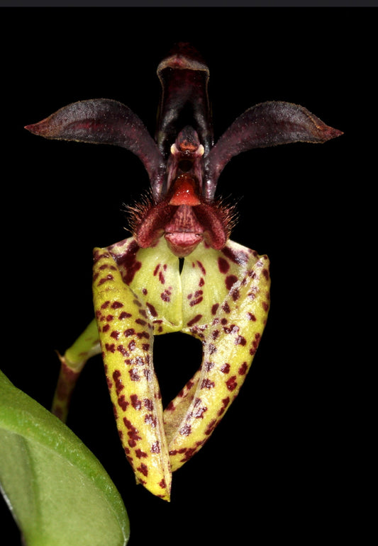 Bulbophyllum lasiochilum