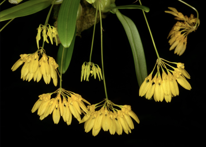 Bulbophyllum retusiusculum