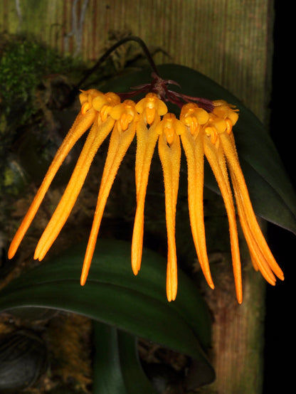 Bulbophyllum thaiorum