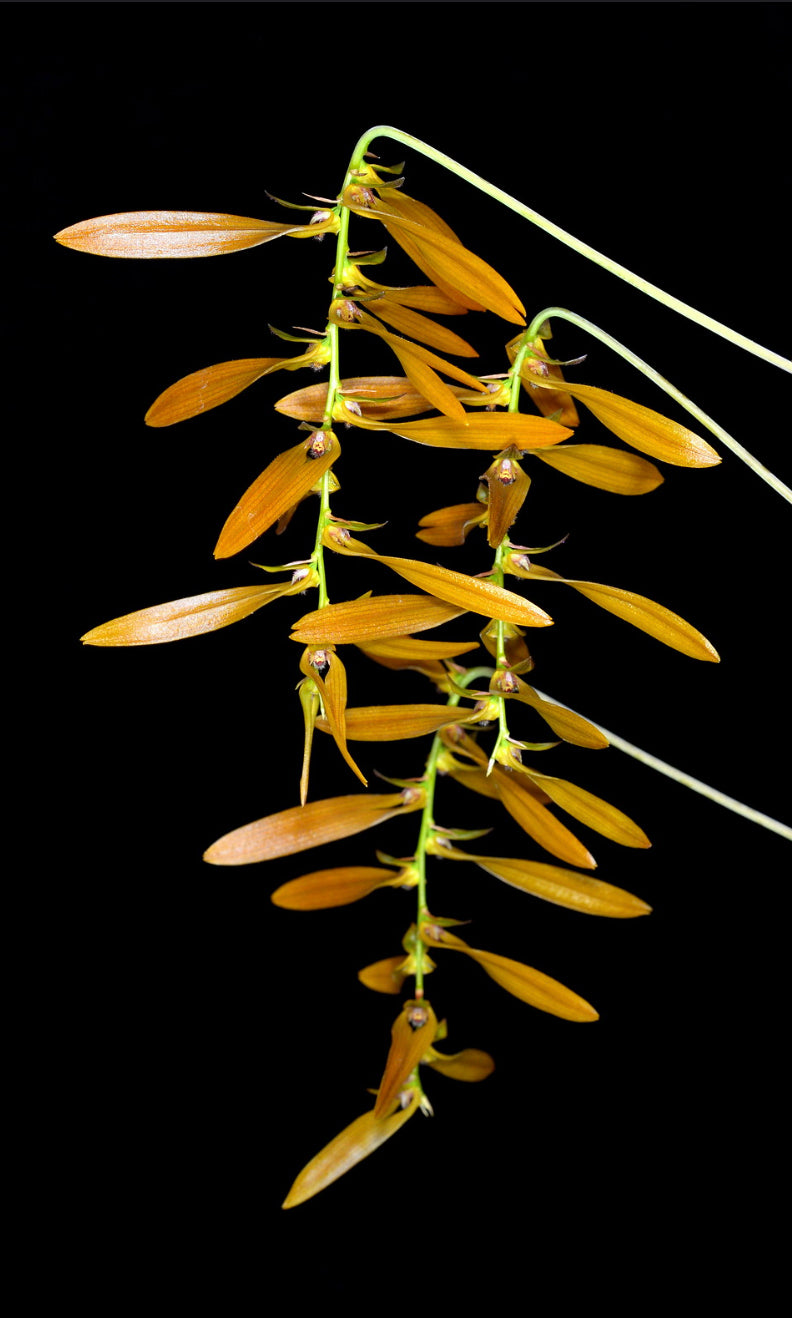 Bulbophyllum wallichii