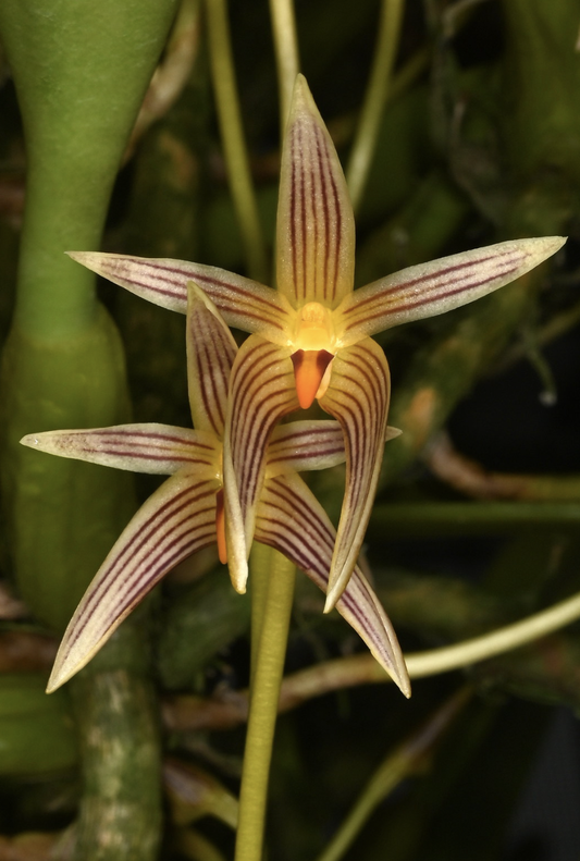 Bulbophyllum affine