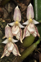 Bulbophyllum ambrosia