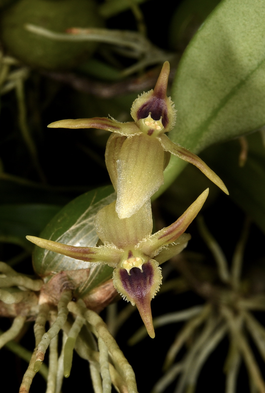 Bulbophyllum andersonii