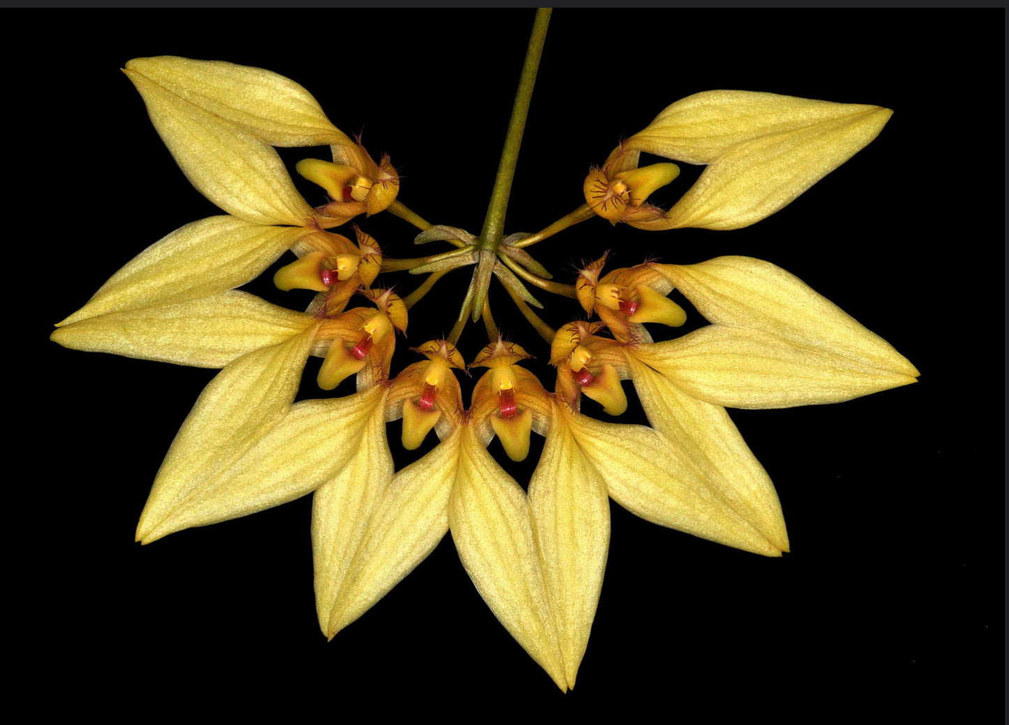 Bulbophyllum annandalei