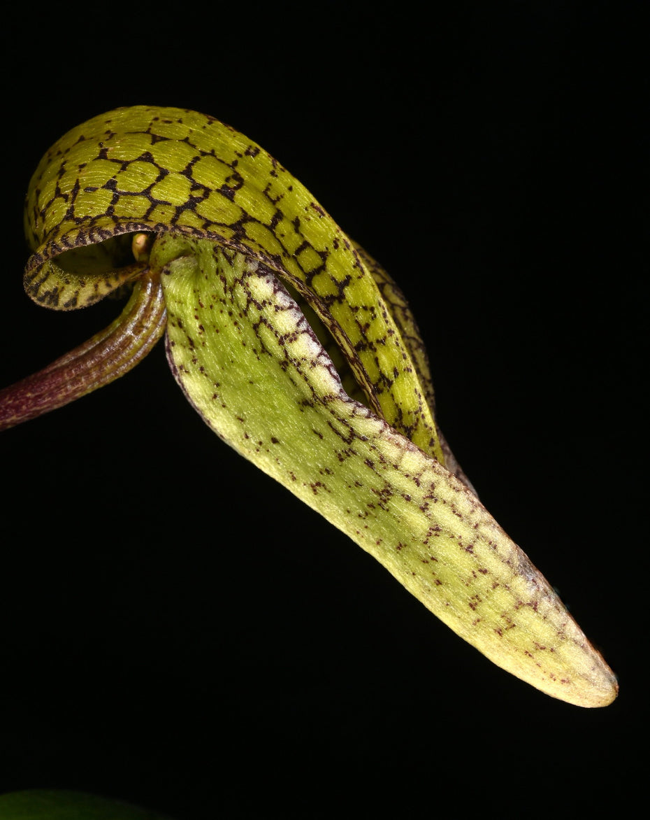 Bulbophyllum arfakianum var. alba