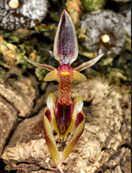 Bulbophyllum ayuthayense