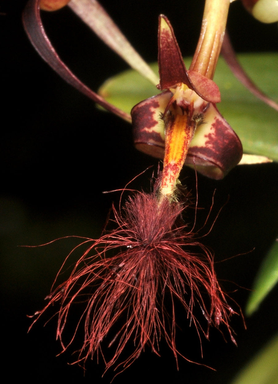 Bulbophyllum barbigerum