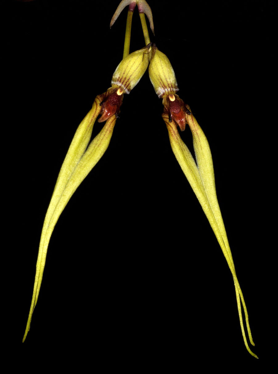 Bulbophyllum biflorum