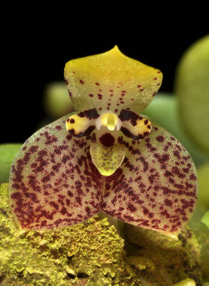 Bulbophyllum cambodianum