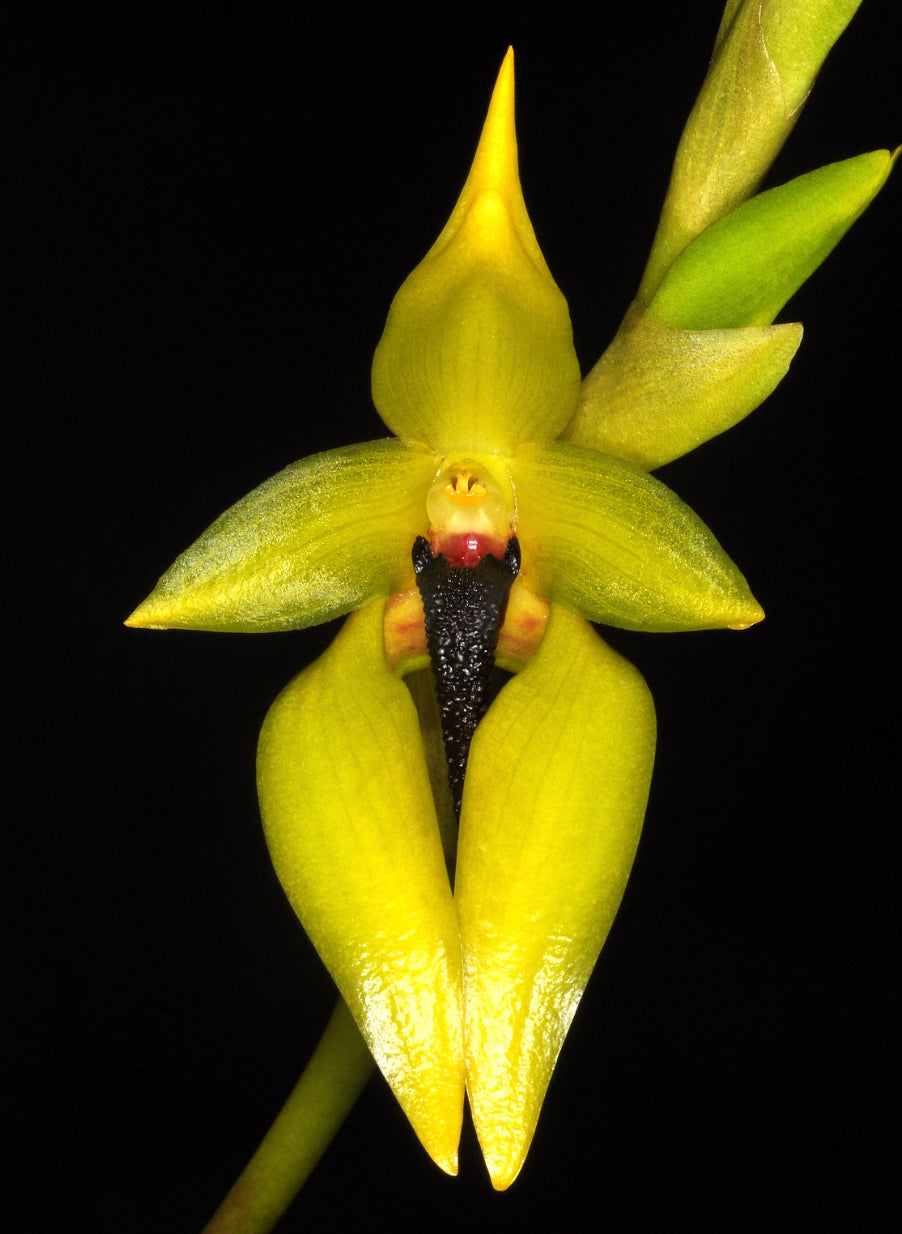 Bulbophyllum carunculatum