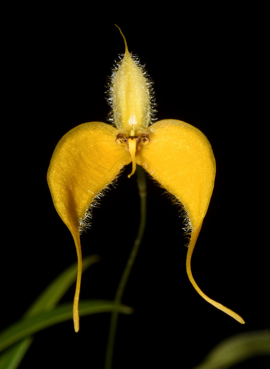 Bulbophyllum championii