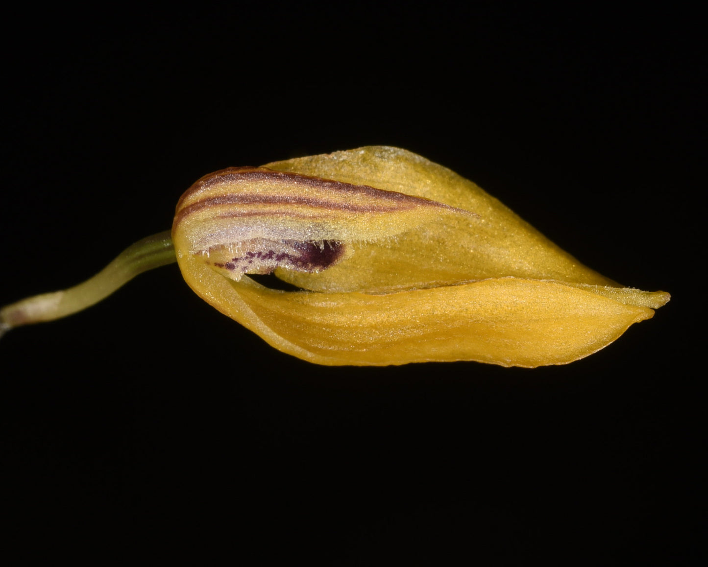 Bulbophyllum chrysotes