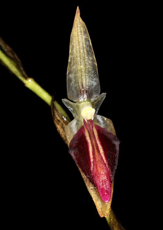 Bulbophyllum cirrhatum