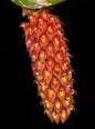 Bulbophyllum crassipes