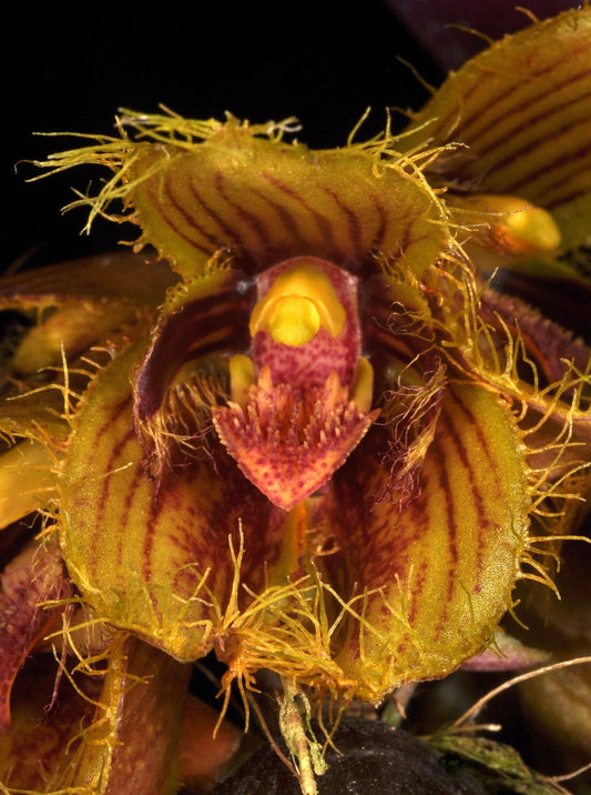 Bulbophyllum dayanum