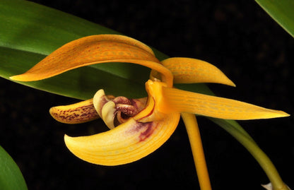 Bulbophyllum dearei