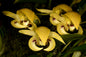 Bulbophyllum dearei