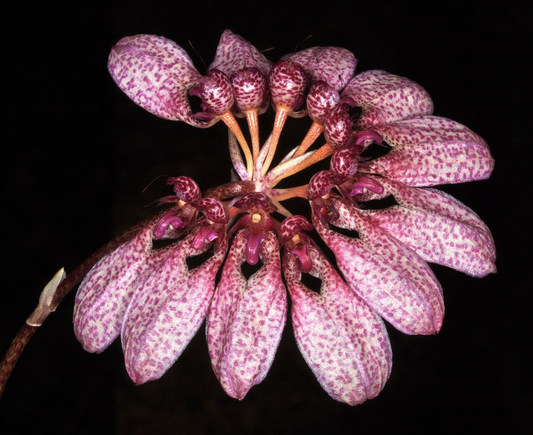 Bulbophyllum eberhartii