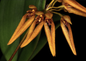 Bulbophyllum forrestii