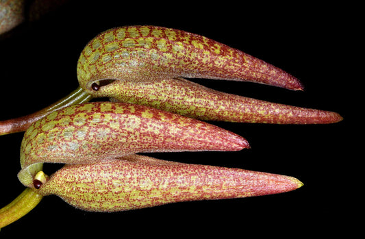 Bulbophyllum fraudulentum